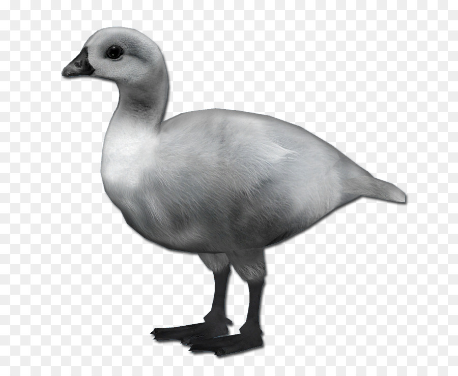 Pato，Ganso PNG