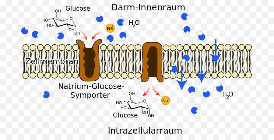 Symporter，Sodiumglucose Proteínas De Transporte PNG