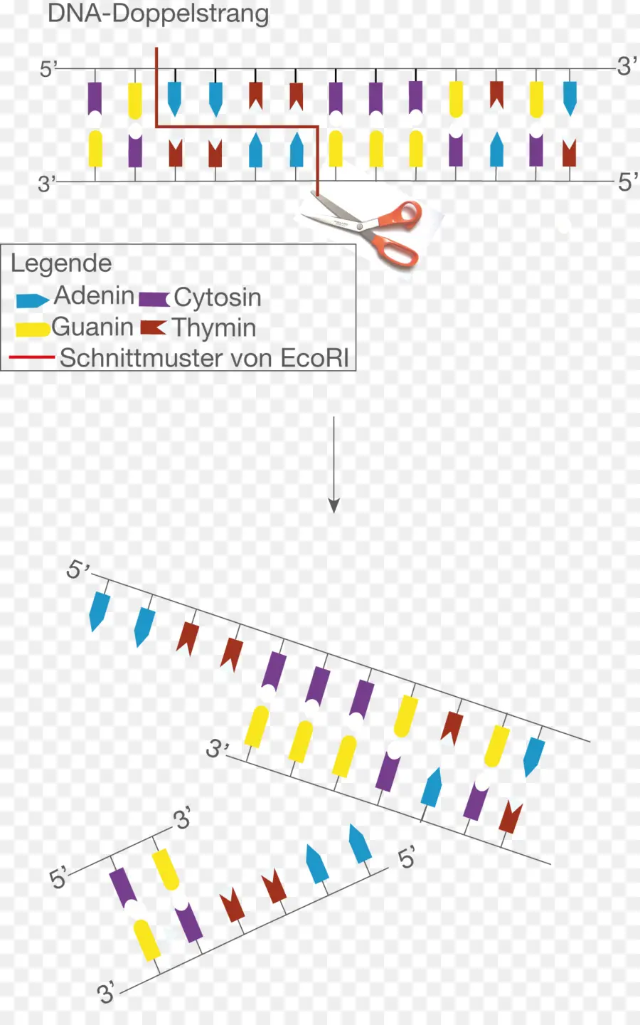 Diagrama De Adn，Genética PNG