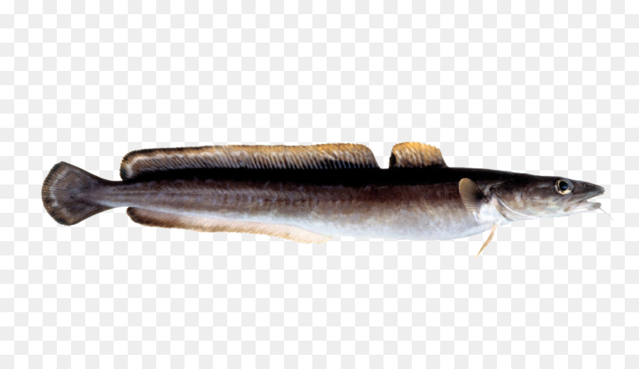 Sardina，Bacalao PNG