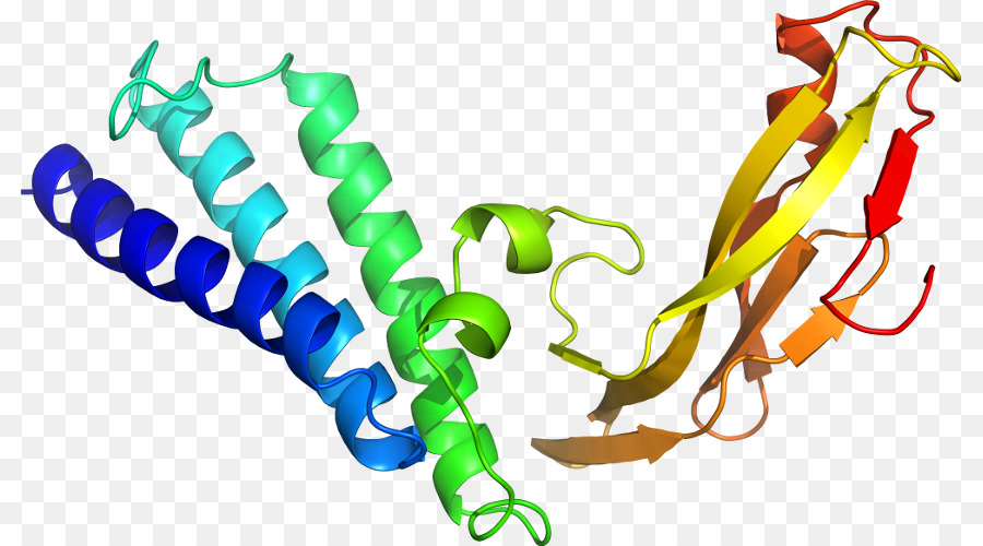 Estructura De La Proteína，Molécula PNG