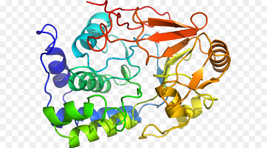 Estructura De La Proteína，Molécula PNG