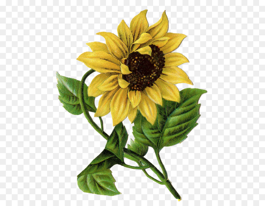 Girasol，Flor PNG