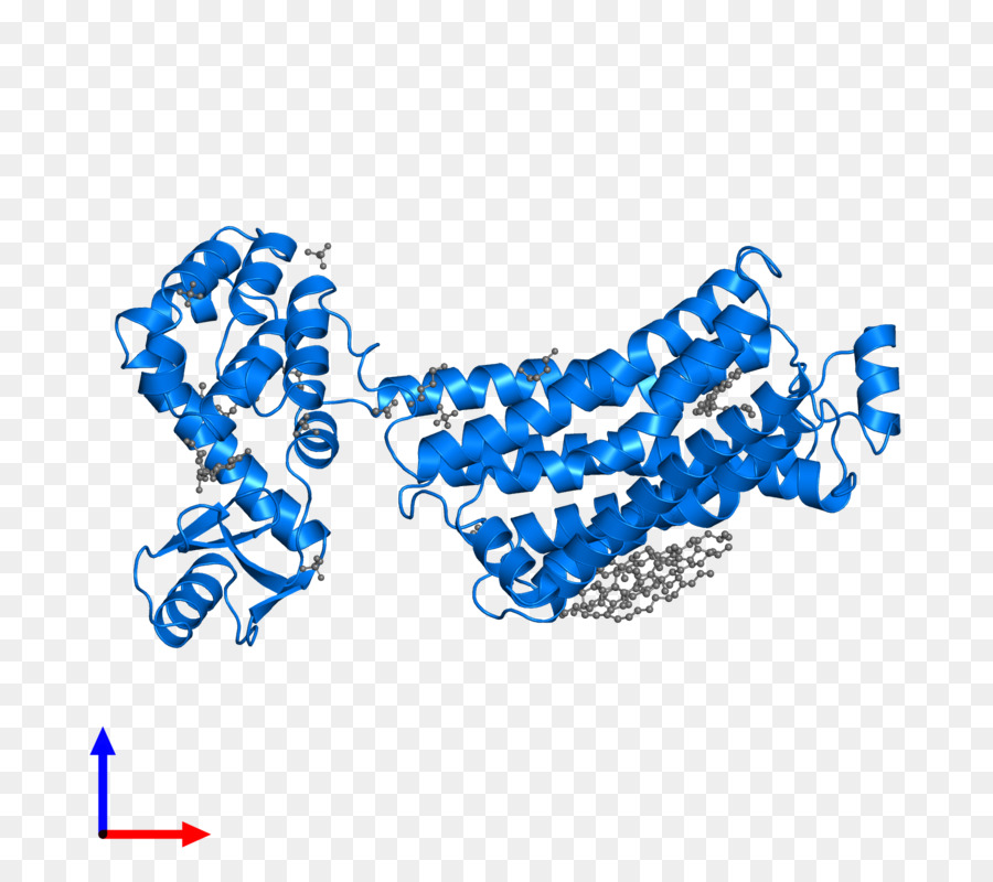 Estructura De La Proteína，Molécula PNG