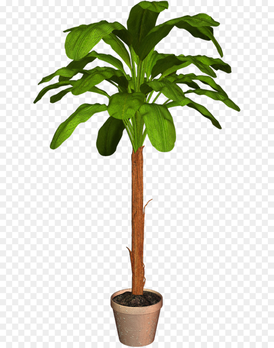 Arecaceae，Maceta PNG