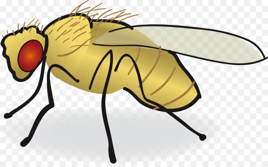 Mosca De La Fruta Común，Dibujo PNG