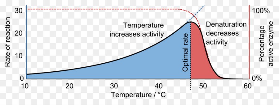 Denaturation，Karlsons Bioquímica PNG