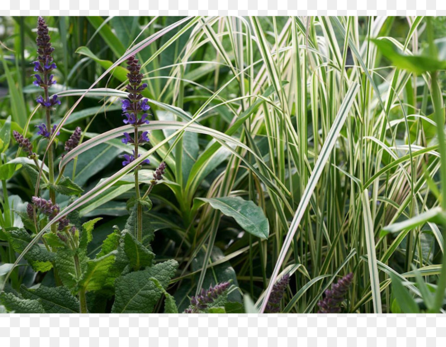 La Comunidad Vegetal，Planta PNG