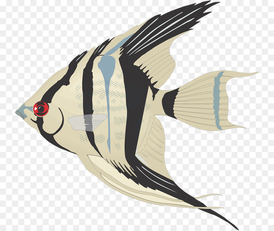 Dibujo，Angelfish PNG