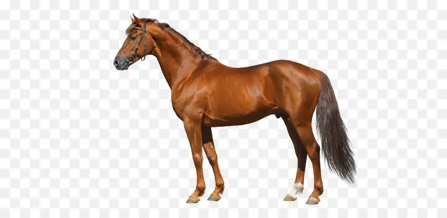 Caballo，Equino PNG