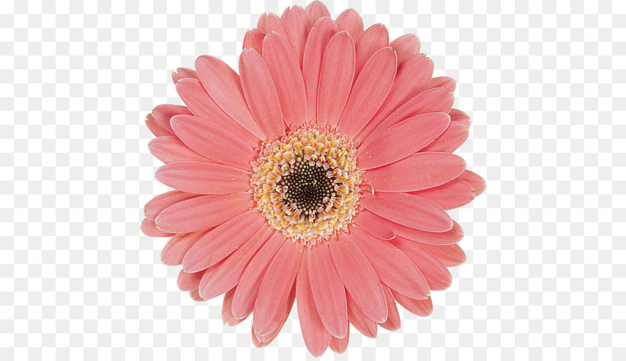 Transvaal Daisy，Margarita Margarita PNG