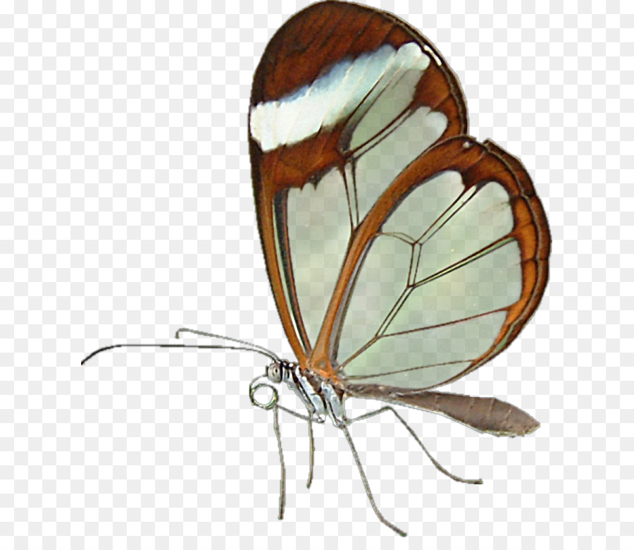 La Mariposa Monarca，Idea PNG