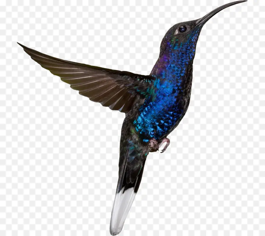 Colibrí，Vistoso PNG