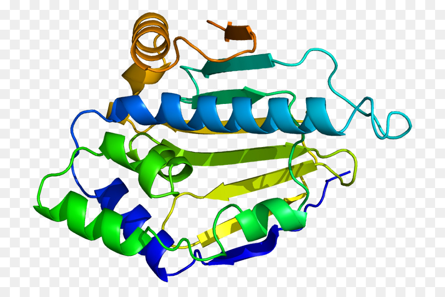 Proteína De Choque Térmico，Proteína PNG