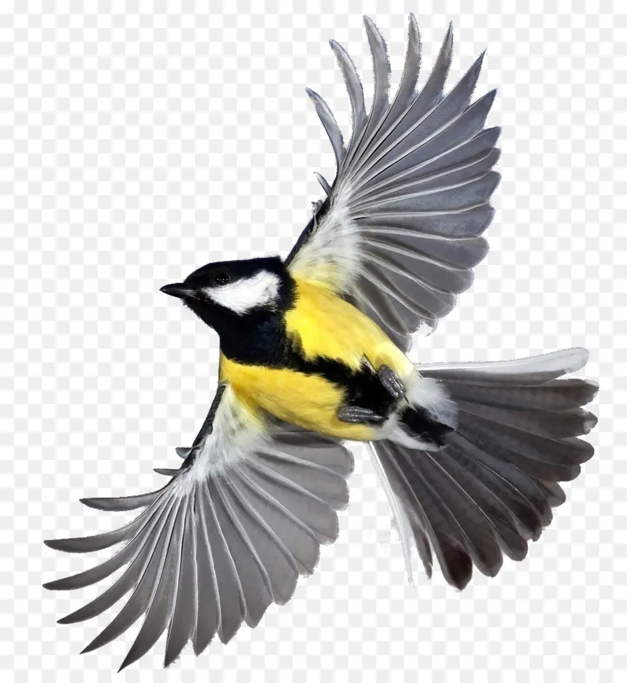 Pájaro，Fondo De Escritorio PNG