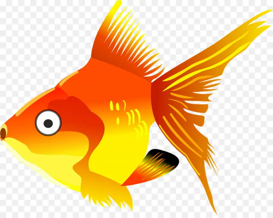 Peces De Colores，Koi PNG