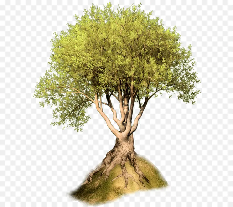 árbol，Planta Leñosa PNG