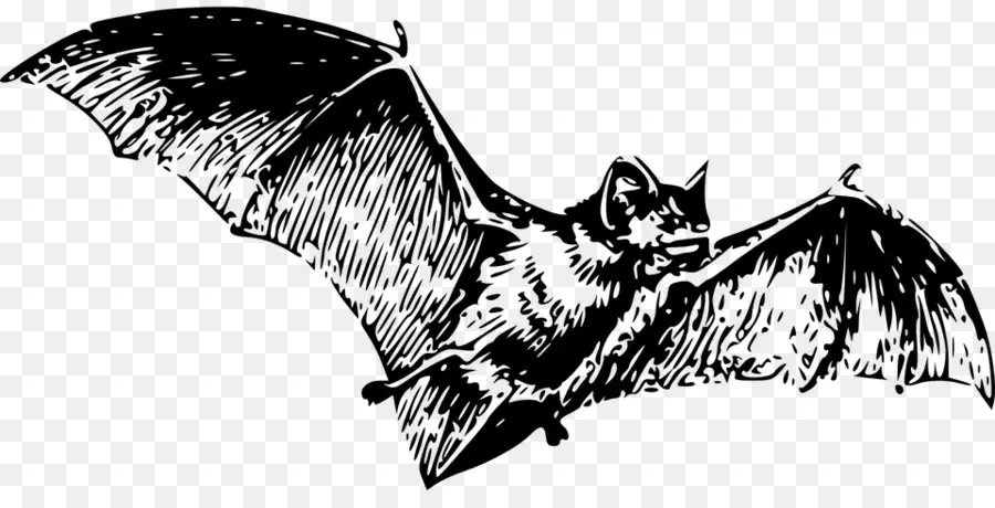 Bat，Dibujo PNG