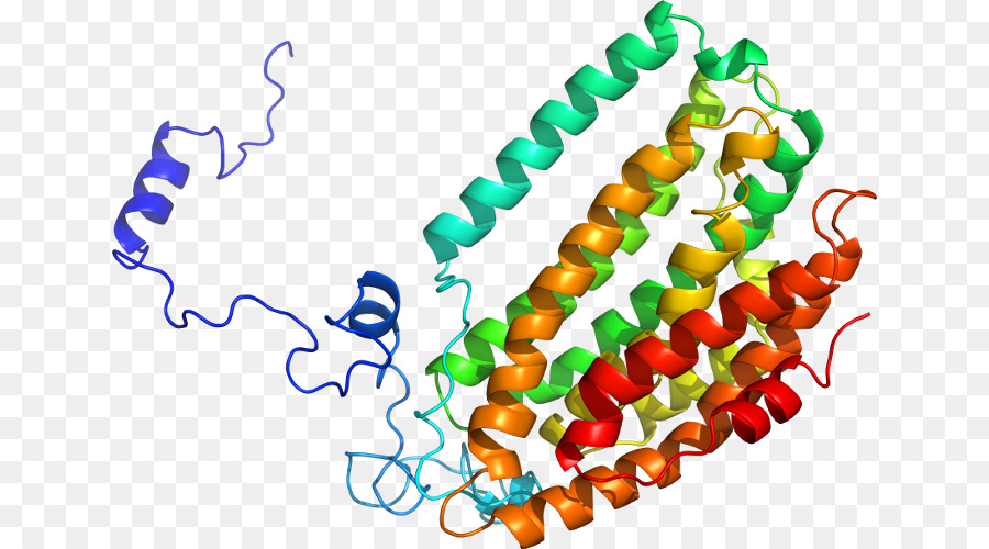 Estructura De La Proteína，Molécula PNG