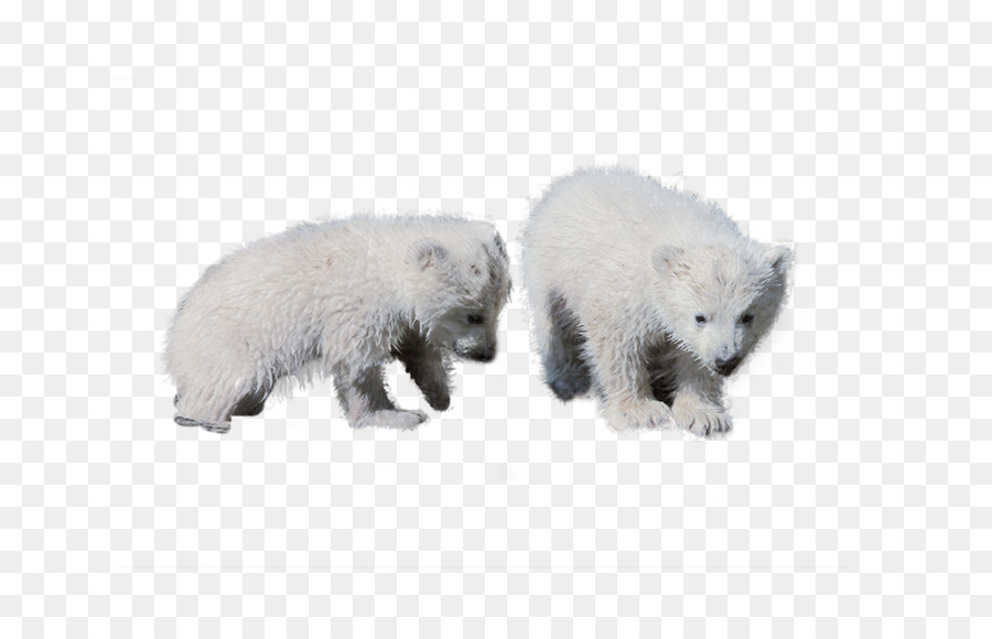 Oso Polar，El Ganado PNG