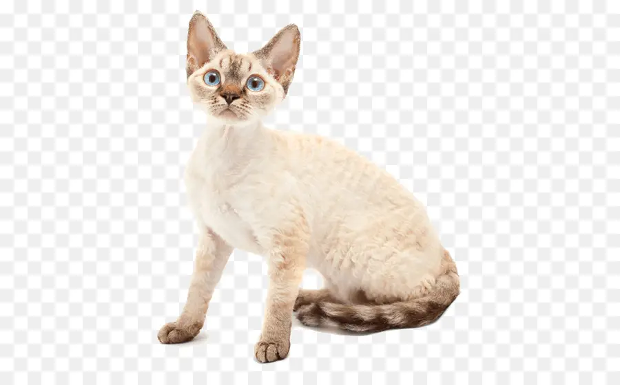 Devon Rex，Australia Niebla PNG