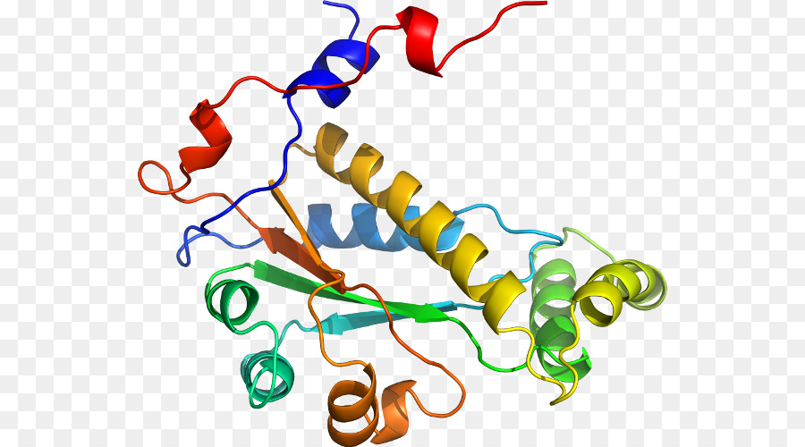 Estructura De La Proteína，Biología PNG