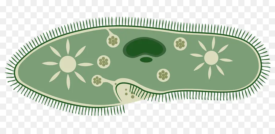 Paramecio，Cilios PNG