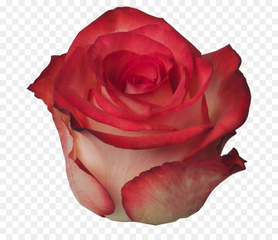 Las Rosas De Jardín，Col Rosa PNG