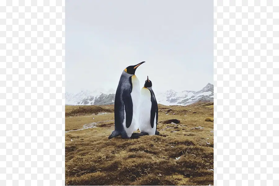 Pingüinos，Naturaleza PNG