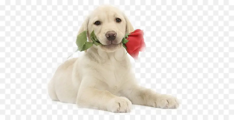 Cachorro Con Rosa，Perro PNG