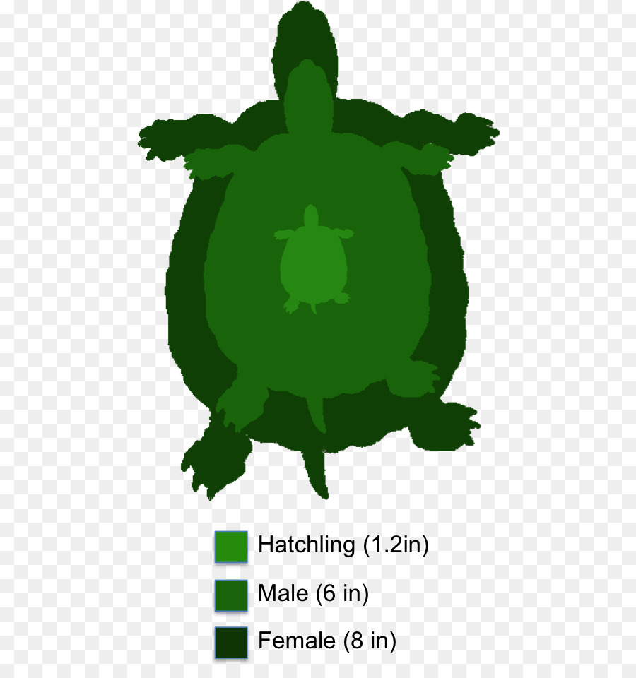 Tortuga，Reptiles PNG