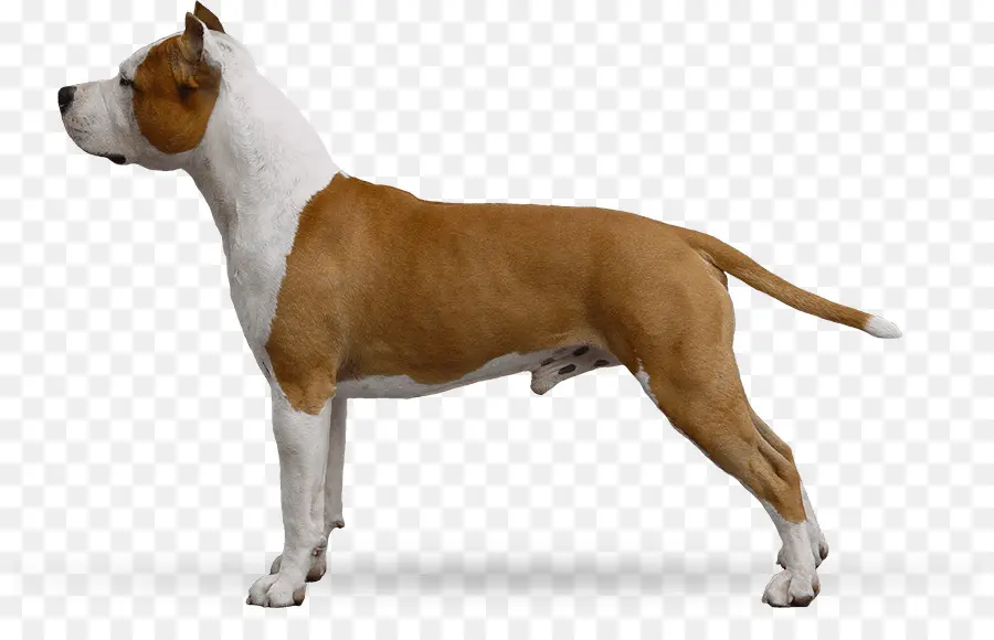 Staffordshire Terrier Americano，Bull Y Terrier PNG