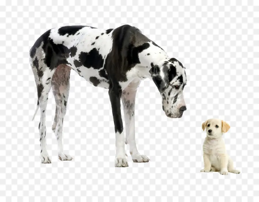 Gran Danés，Cachorro PNG