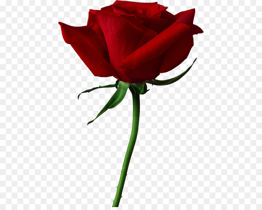 Rosa，Fondo De Escritorio PNG