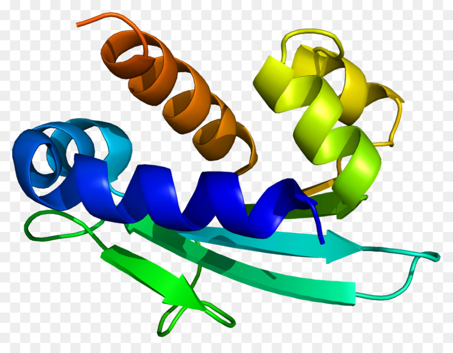 Receptor Interleucina，Peroxisoma PNG