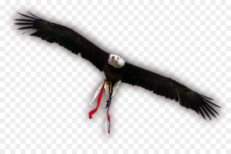 águila，Buitre PNG