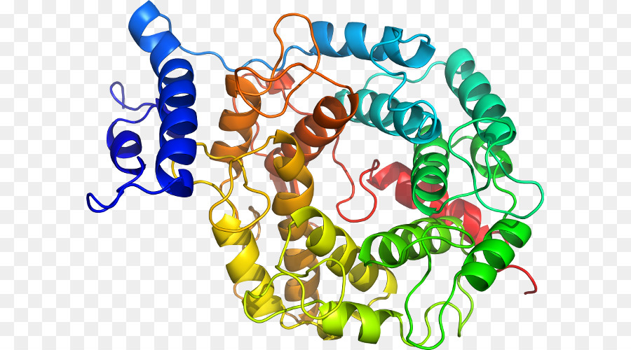 Estructura De La Proteína，Molécula PNG