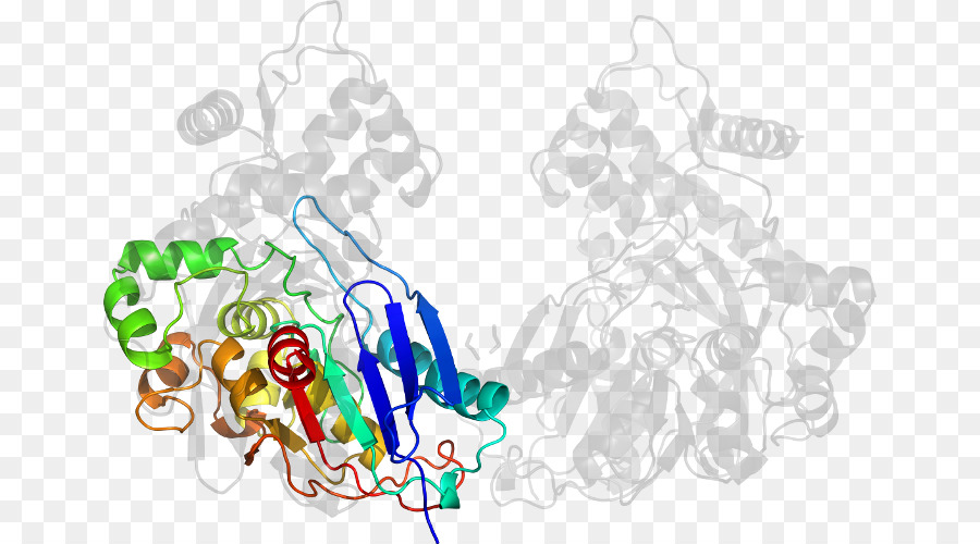 Estructura De La Proteína，Molécula PNG