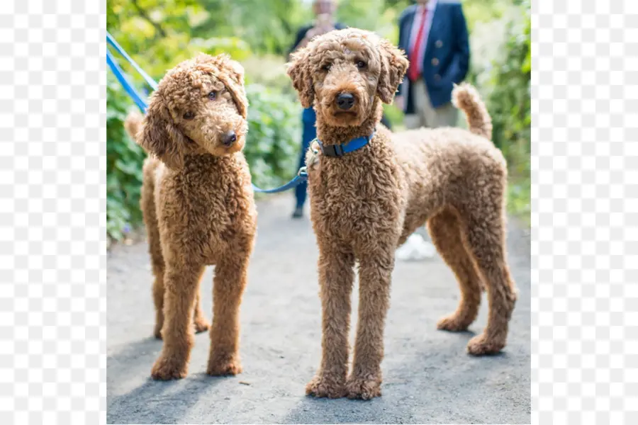 Poodle Estándar，Caniche PNG