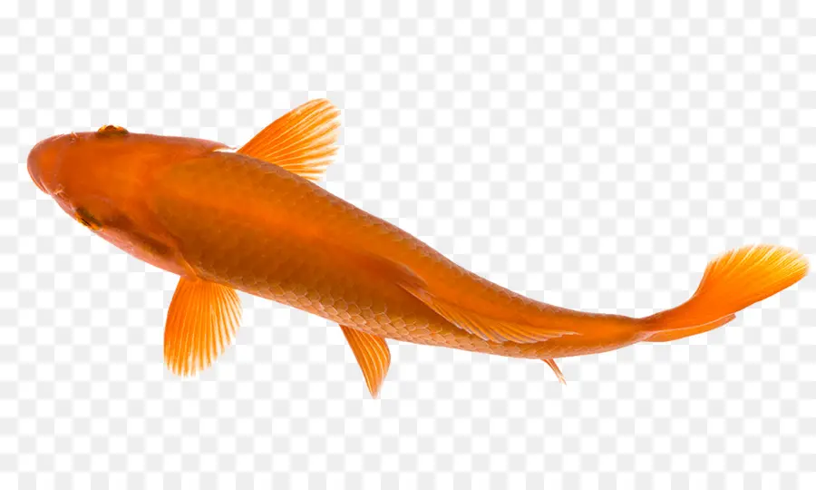 Peces De Colores，Koi PNG