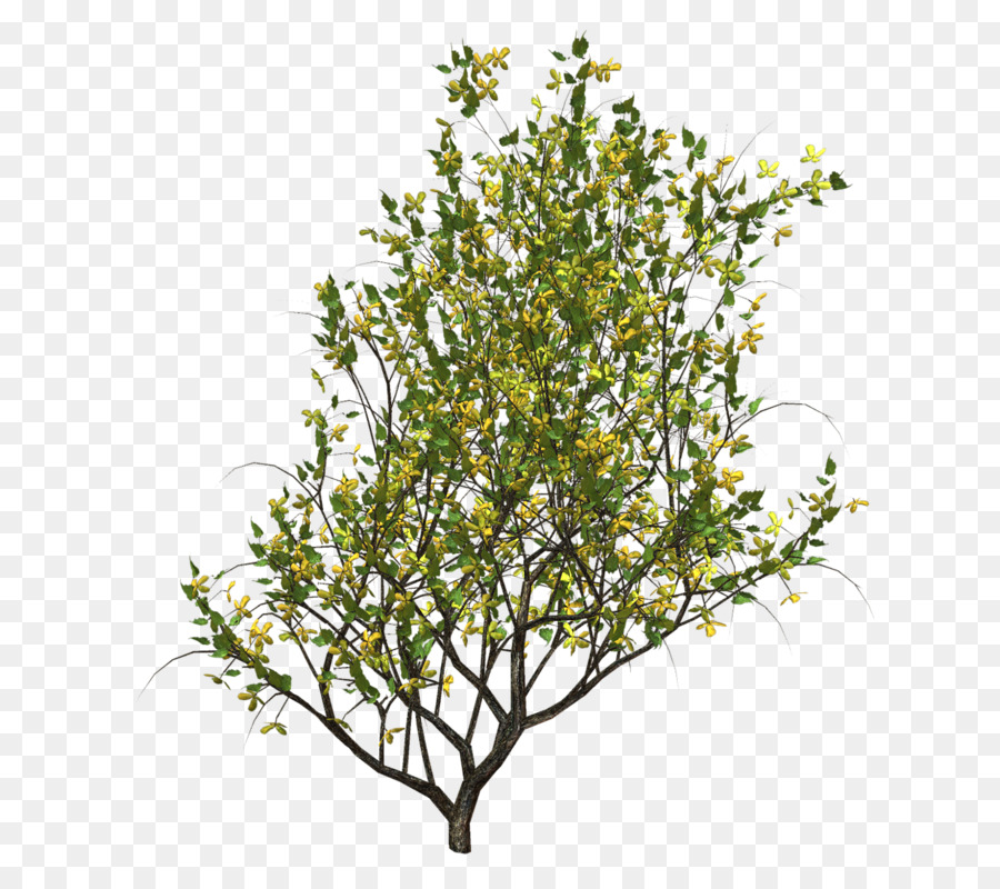 Árbol，Hojas PNG