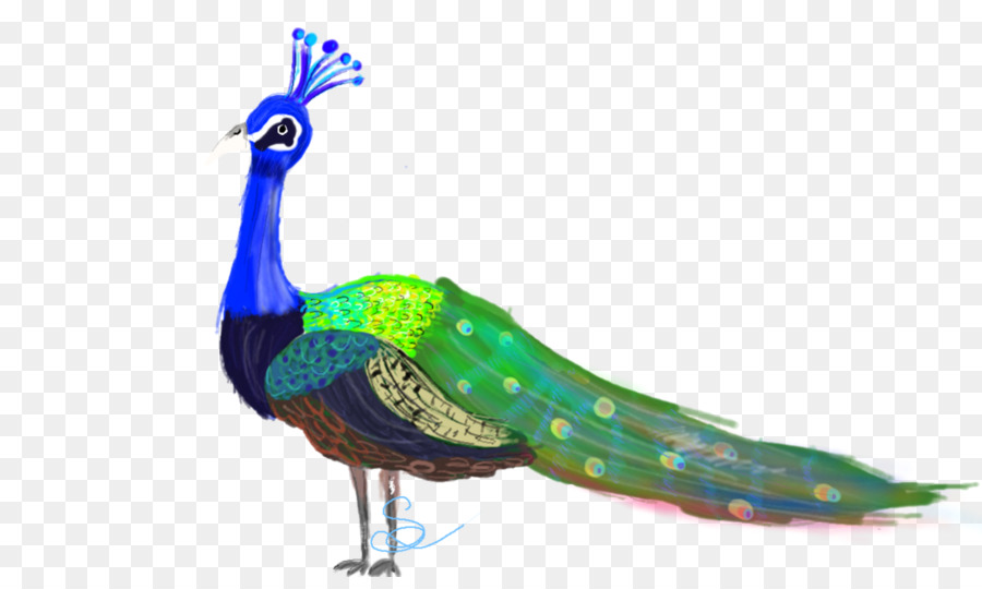 Pavo，Pluma PNG