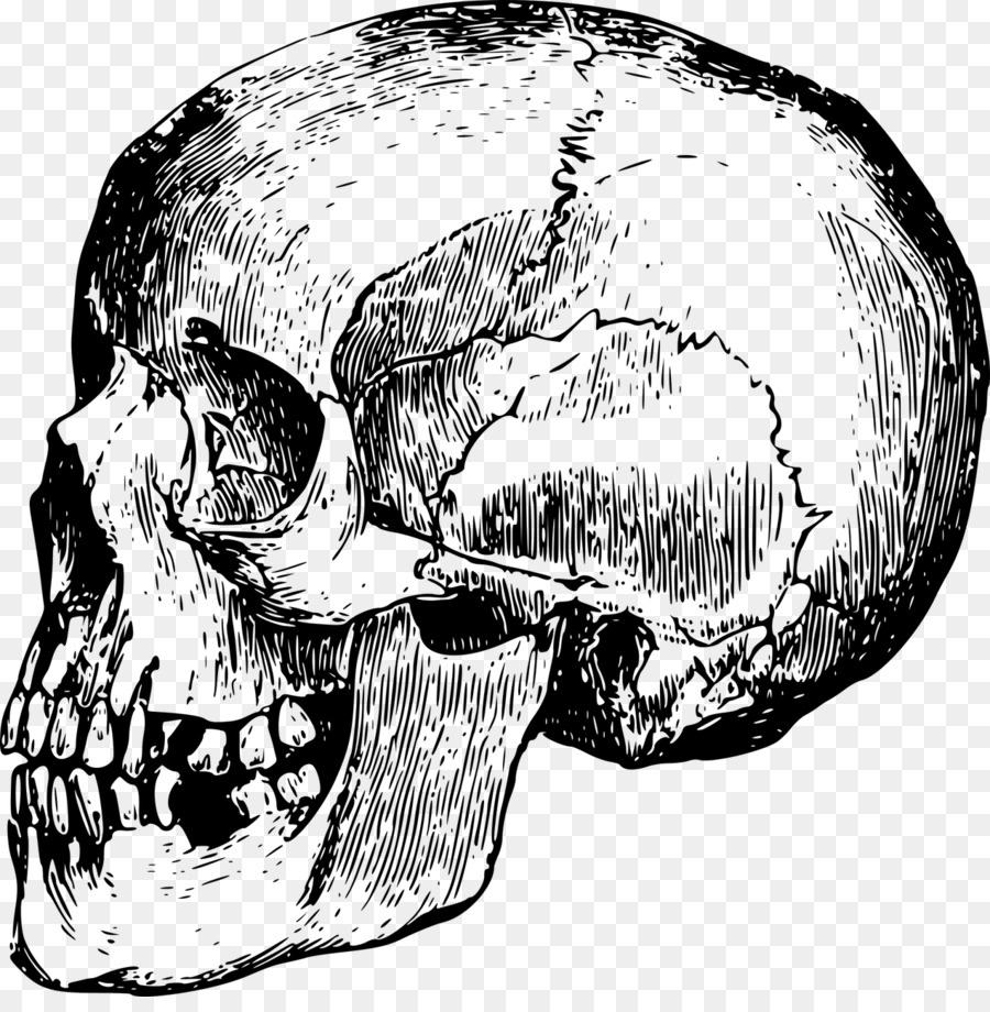 Cráneo，Hueso PNG