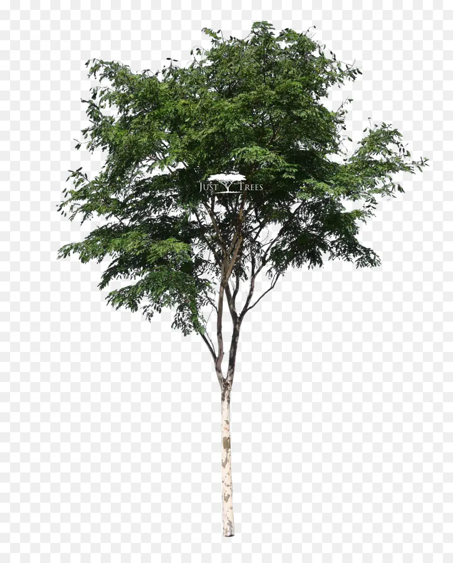 Árbol，Naturaleza PNG