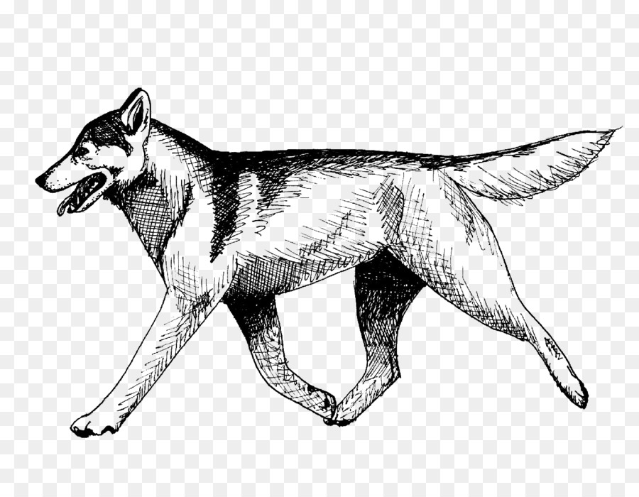 Wolfdog Checoslovaco，Saarloos Wolfdog PNG