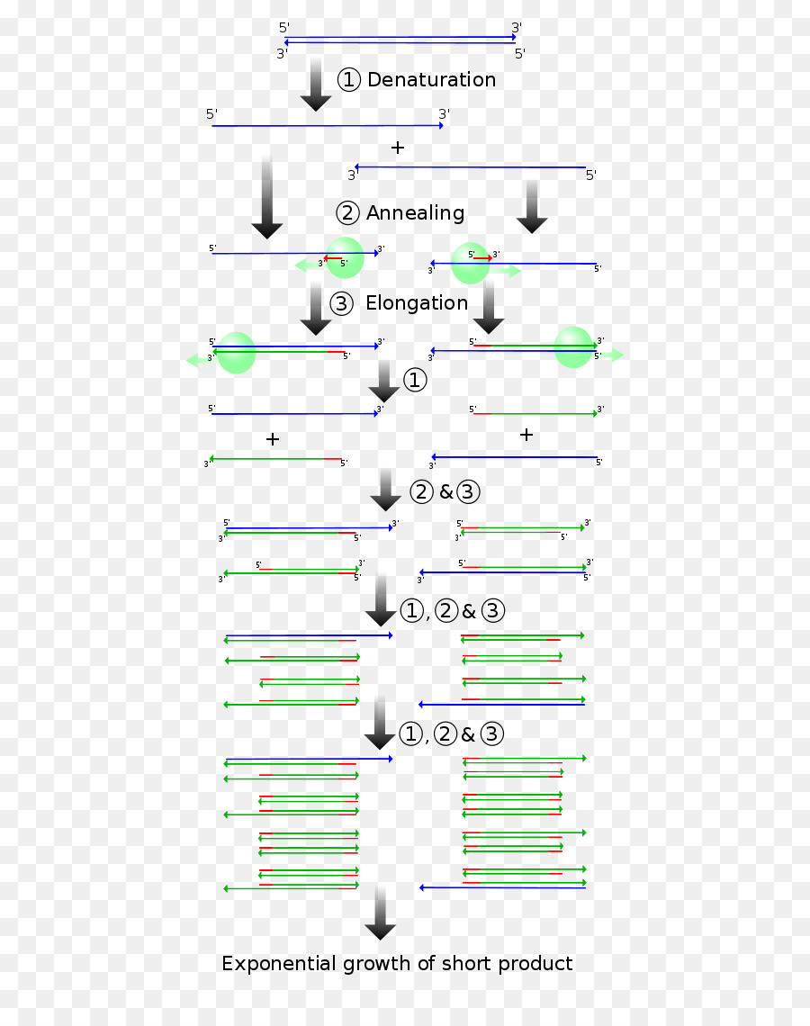 Reacción En Cadena De Polimerasa，Clonación Molecular PNG