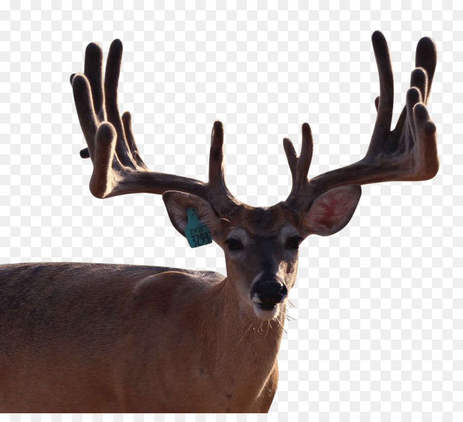 Reindeer，Whitetailed Deer PNG