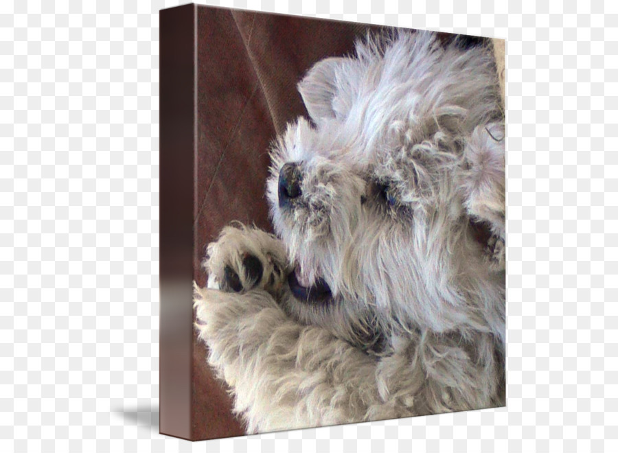 Schnauzer Miniatura，Glen PNG