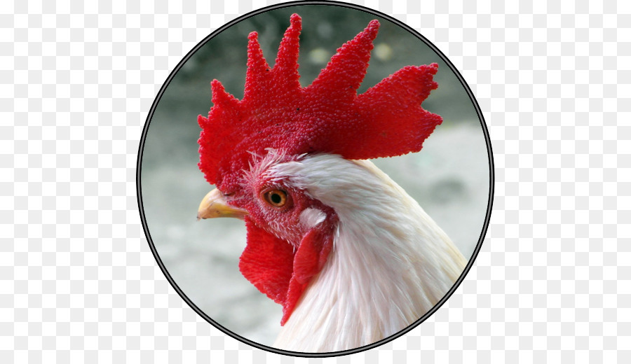 Gallo，Pollo PNG