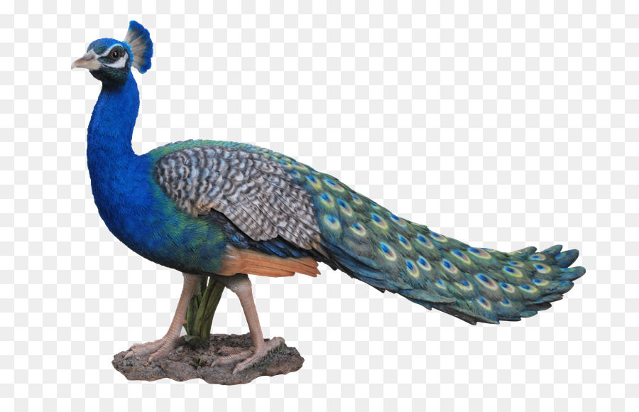 Aves，Pavo PNG